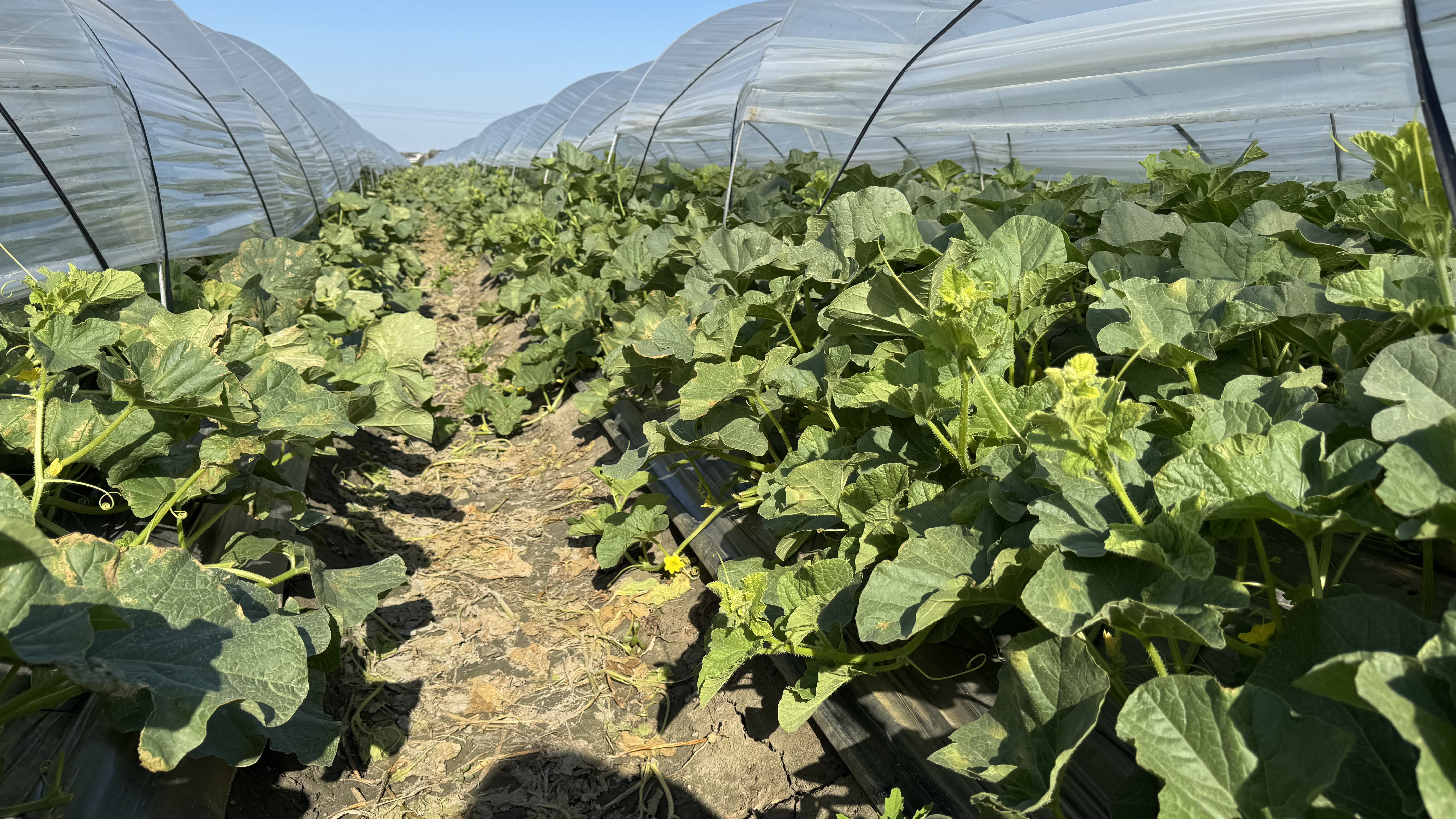 溫室內的洋香瓜